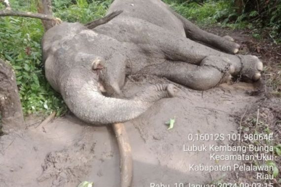 Diduga Diracun, Gajah Sumatra Ditemukan Mati di Riau, Gadingnya Hilang - JPNN.COM