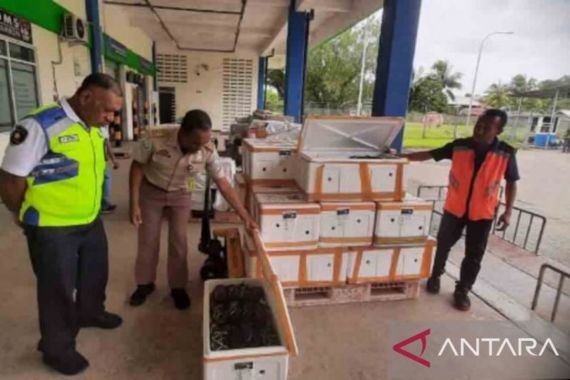 660 Kepiting Bakau Asal Maluku Diekspor ke Singapura - JPNN.COM