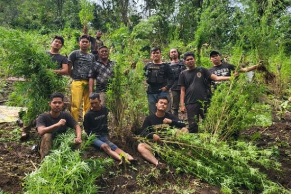 Polisi Temukan 2 Hektare Ladang Ganja di Empat Lawang - JPNN.COM