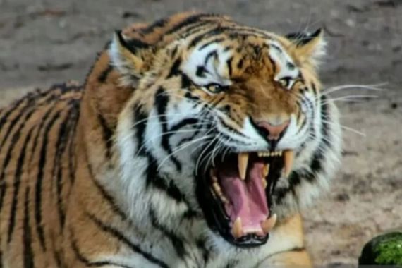 Sedang Beristirahat Seusai Panen Sagu, Pria di Siak Diterkam Harimau Sumatra - JPNN.COM
