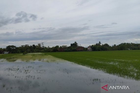 1.400 Hektare Tanaman Padi di Demak Tergenang Banjir - JPNN.COM