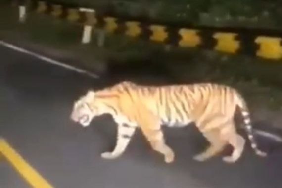 Harimau Sumatra Muncul di Jalan Lintas Barat Krui, BKSDA Bilang Begini - JPNN.COM
