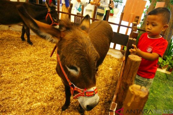 Hentikan Pembantaian, Uni Afrika Larang Penjualan Kulit Keledai - JPNN.COM