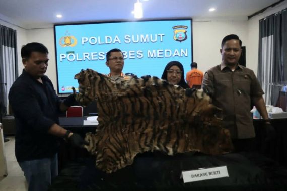 Kulit Harimau Sumatra Dijual Rp 15 Juta - JPNN.COM