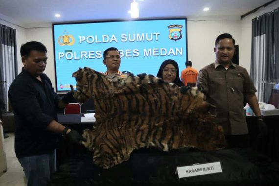 Penjual Kulit Harimau Sumatra Ini Ditangkap Polisi di Sumut - JPNN.COM