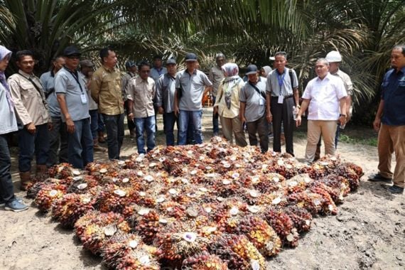 Petani Sawit di Kalbar Adopsi Pola Kemitraan Petani dan PTPN IV Regional 3 Riau - JPNN.COM