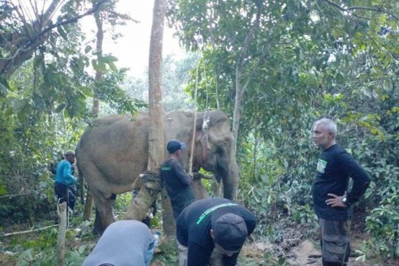 Seekor Gajah Sumatra Ditemukan dalam Kondisi Terluka di Aceh Timur - JPNN.COM