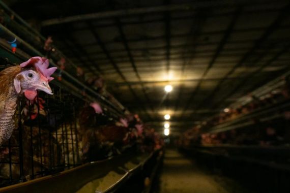 Dua Perusahaan Indonesia Berkomitmen Gunakan Telur Ayam Bebas Kandang Baterai - JPNN.COM