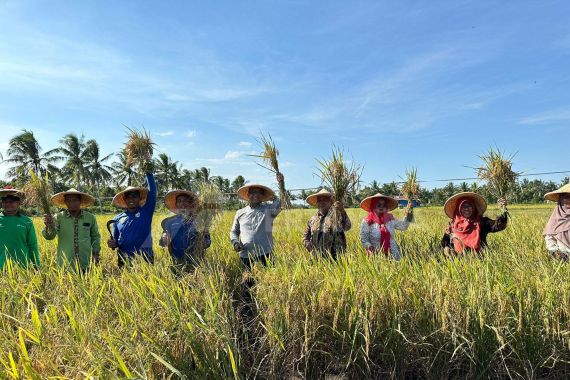 Mantap, Program CSR Pertamina Hulu Mahakam Sukses Hasilkan Panen Raya Padi Organik di Kukar - JPNN.COM