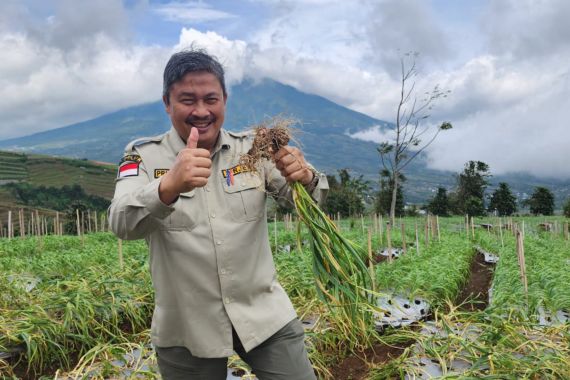 Makin Moncer, Produktivitas Bawang Putih Temanggung Tembus 14 Ton per Hektare - JPNN.COM