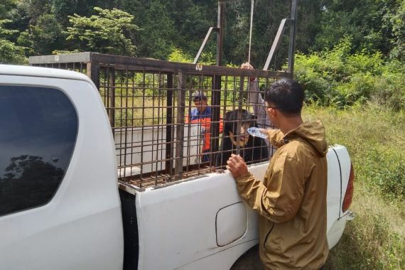 Beruang Madu Berkeliaran di Perkampungan, BBKSDA Riau Bertindak - JPNN.COM