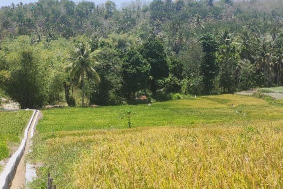 Pupuk Subsidi Naik 100 Persen, Petani di Papua Selatan Ingin Tingkatkan Produktivitas - JPNN.COM