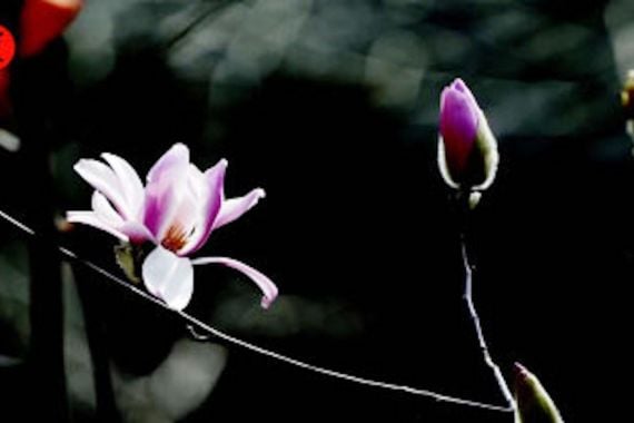 Amankah Magnolia untuk Ibu Hamil? Pakar Kesehatan Beri Penjelasan - JPNN.COM