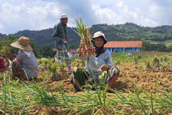 Begini Jurus Kementan Kendalikan Harga Bawang Merah - JPNN.COM