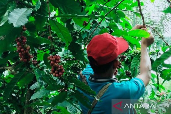 Aksi Pencurian Buah Kopi di Rejang Lebong Meningkat, Petani Diminta Waspada - JPNN.COM