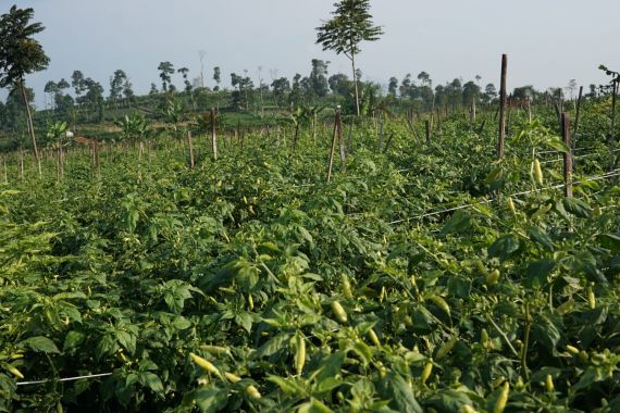 Sumedang jadi Percontohan Pengembangan Program HDDAP, Siapkan Kembangkan Cabai - JPNN.COM