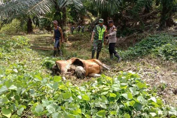 Harimau Sumatra Memangsa Seekor Sapi di Aceh Timur - JPNN.COM