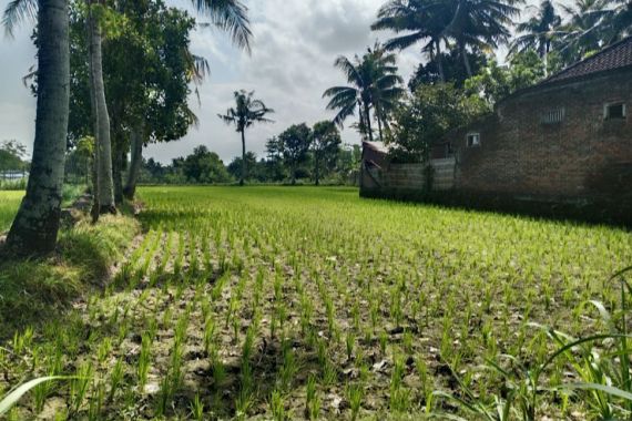 Ratusan Hektare Sawah di Lombok Tengah Alami Kekeringan - JPNN.COM