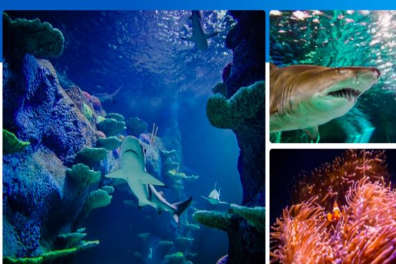 Menyelami Kehidupan Bawah Laut di SEA LIFE Sydney Aquarium - JPNN.COM