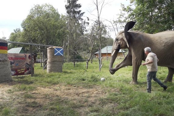 EURO 2024: Bubi si Gajah Meramal Hasil Jerman Vs Skotlandia - JPNN.COM