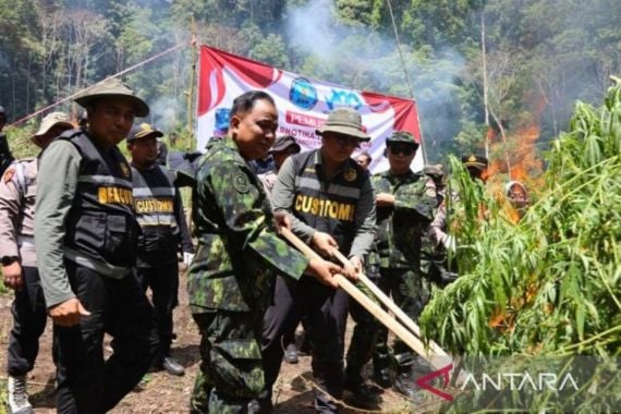 2,5 Hektare Lahan Ganja di Aceh Besar Dibakar BNN - JPNN.COM