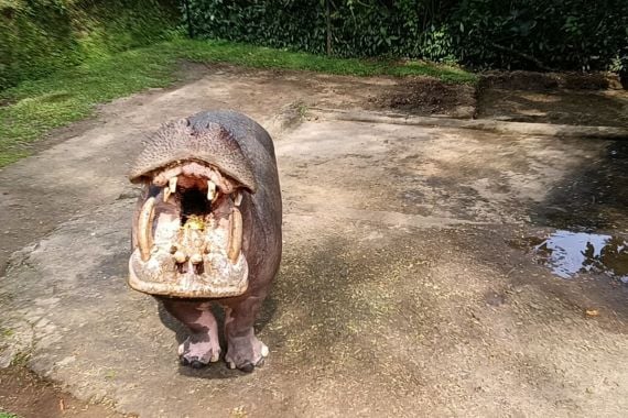 Viral Pengunjung Lempar Sampah Plastik ke Mulut Kuda Nil, Pihak Taman Safari Bereaksi - JPNN.COM
