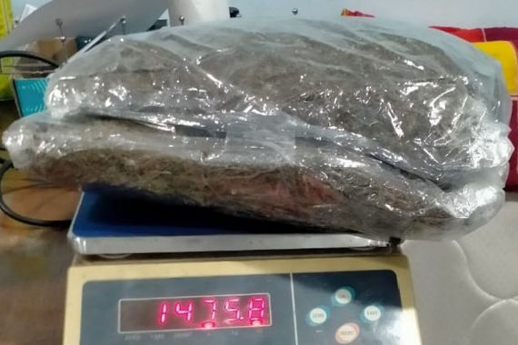 Bea Cukai & BNNP Jateng Ungkap Peredaran Ganja Sebanyak Ini di Salatiga, Ada Tersangka - JPNN.COM