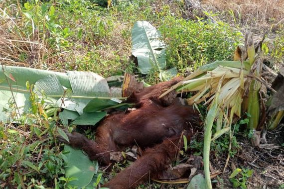 Orangutan Ditemukan Mati di Kayong, Ada Luka di Punggung - JPNN.COM