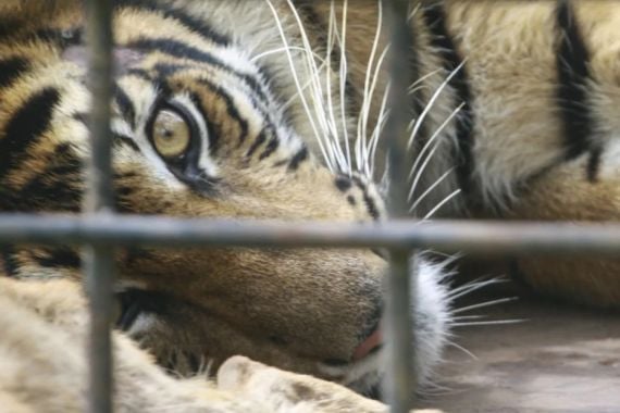 Pekerja Kebun Sawit Diterkam Harimau saat Kencing, Diseret, Kepala dan Badan pun Pisah - JPNN.COM
