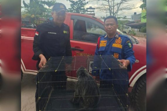 BKSDA Amankan Lutung yang Tersengat Listrik di Sampit - JPNN.COM