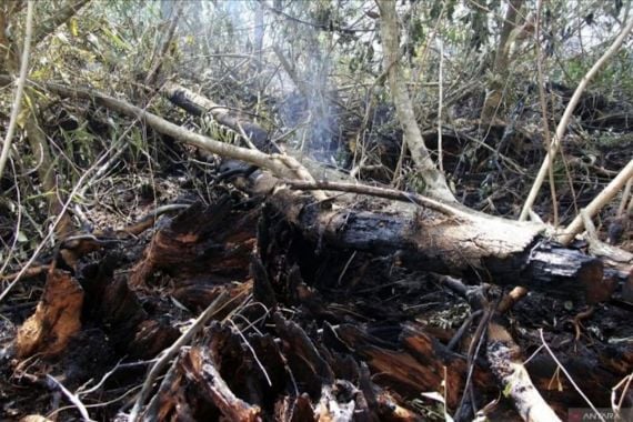 Polisi Tangkap 7 Dalang Kebakaran Hutan dan Lahan di Riau - JPNN.COM