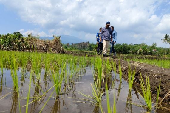 Ini Strategi Kementan Sukses Tingkatkan Luas Tanam Padi 8.407 Ha di Bengkulu - JPNN.COM