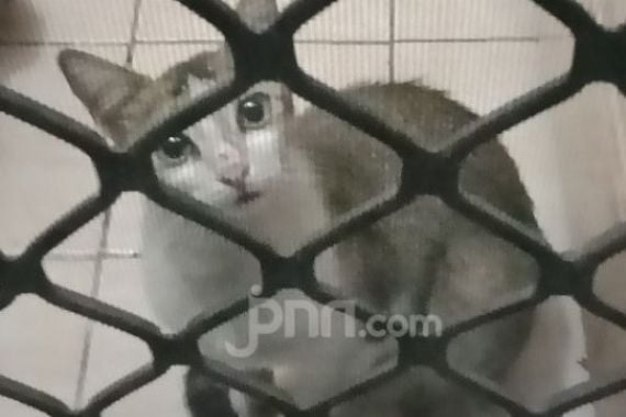 Viral Pemilik Indekos di Semarang Makan Kucing untuk Obati Diabetes, Polisi Turun Tangan - JPNN.COM