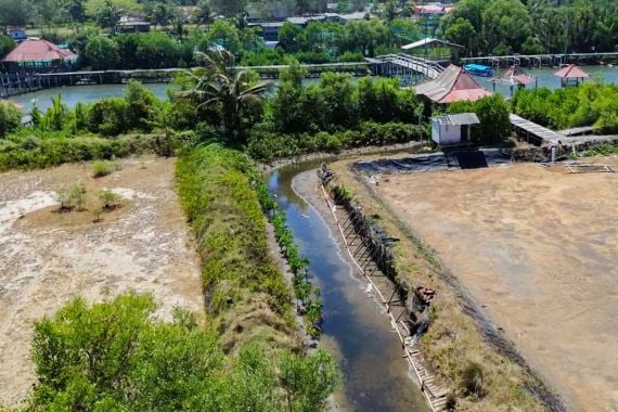 Menyambut HUT RI, PT Bigga Damai Utama Tanam 1.000 Bibit Mangrove di Pantai Pasir Kadilangu - JPNN.COM