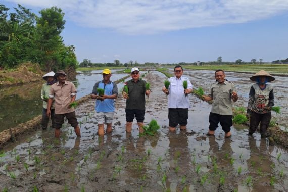 Kementan dan Pemkab Probolinggo Tanam Padi Bersama Demi Mendongkrak PAT dan LTT - JPNN.COM