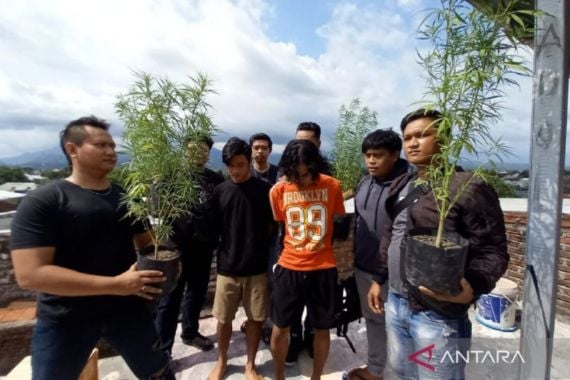 Membudidayakan Ganja di Atap Rumah, 2 Remaja Ditangkap Polresta Mataram - JPNN.COM