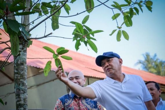 Menteri Teten Dorong Pengembangan Produk Kratom - JPNN.COM