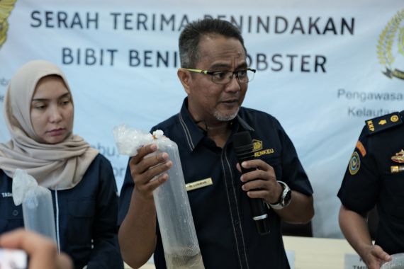 Bea Cukai Gagalkan Penyelundupan 148.091 Ekor Benih Lobster, 2 Orang Diamankan - JPNN.COM