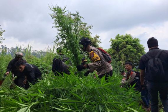 Polisi Temukan 10.000 Tanaman Ganja di Lereng Gunung Semeru - JPNN.COM