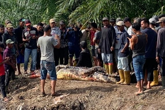 Hii, Jasad Kakek di Rohil Ditemukan di Dalam Perut Buaya - JPNN.COM