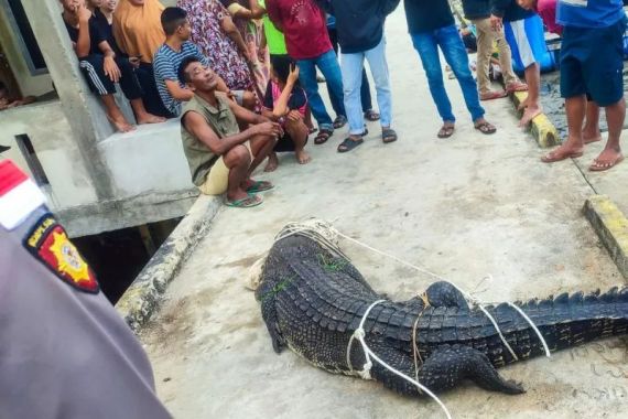 Waduh, Buaya Masuk ke Pemukiman Warga, Lihat Tuh - JPNN.COM