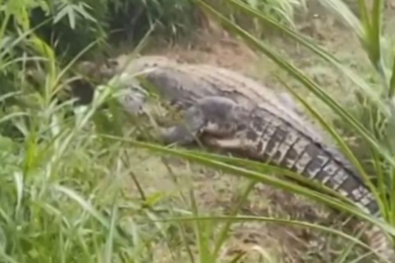 Geger, Buaya Lepas dan Berkeliaran di Sawah Warga Cianjur - JPNN.COM