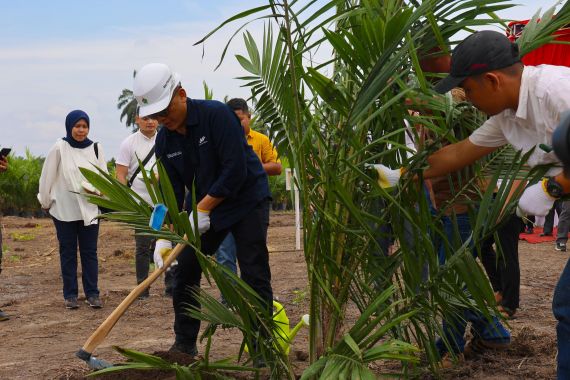 PTPN IV PalmCo Targetkan 2,1 Juta Bibit Unggul Diserap Petani Sawit - JPNN.COM