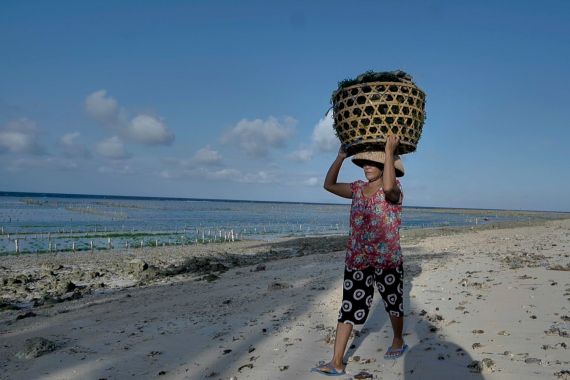 BRI Bantu Klaster Usaha Rumput Laut Semaya di Nusa Penida Naik Kelas - JPNN.COM