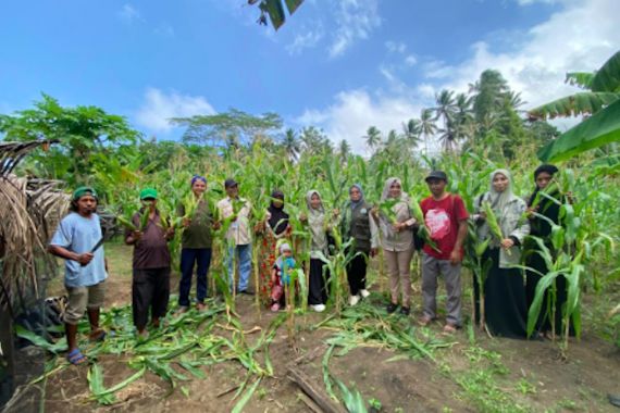 Demplot KPB Totari Laha Halmahera Barat Sukses Panen Perdana Jagung Dua Tongkol - JPNN.COM