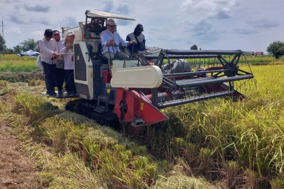 PAT Sukses, Kementan dan Pemkab Batola Memanen Padi Bersama - JPNN.COM