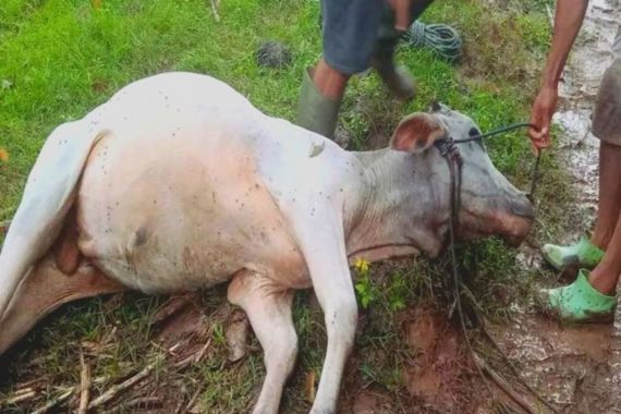 Puluhan Ekor Sapi di Gorontalo Mati Diracun - JPNN.COM