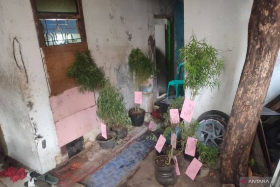 Warga Cengkareng Jakbar Punya Kebun Ganja di Rumah - JPNN.COM