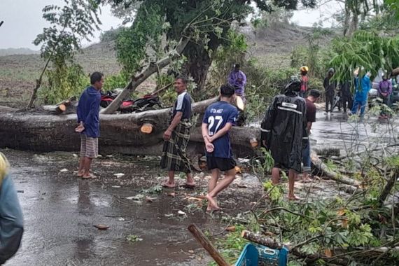 Tertimpa Pohon Tumbang di Gowa, Pengendara Motor Meninggal Dunia - JPNN.COM