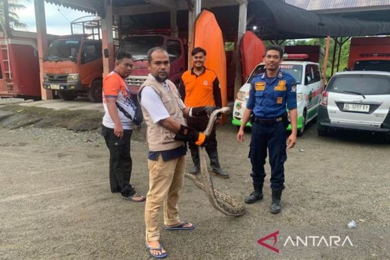 BPDB Tangkap Ular Piton yang Masuk Rumah Pejabat Aceh Barat - JPNN.COM